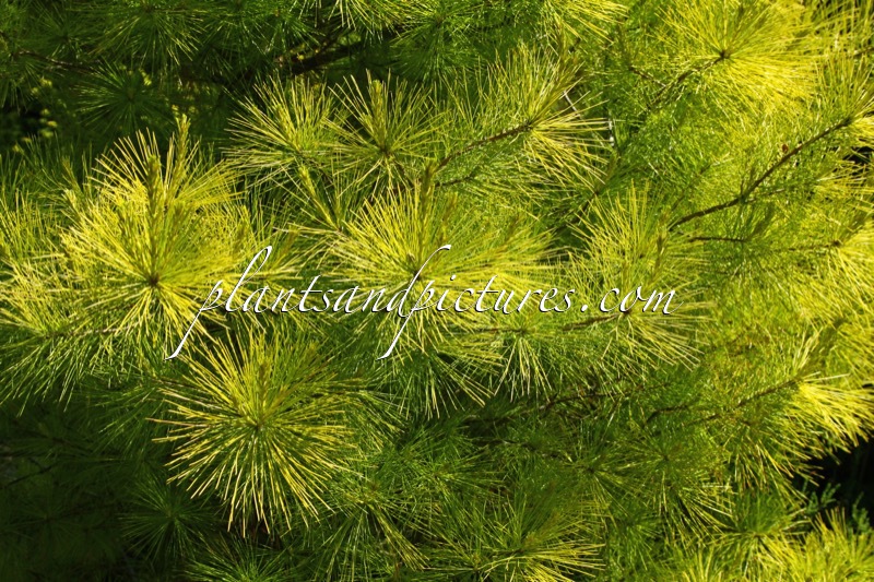 Pinus strobus ‘Louie’