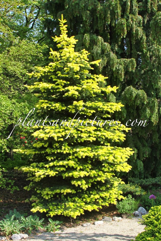 Picea pungens ‘Maigold’