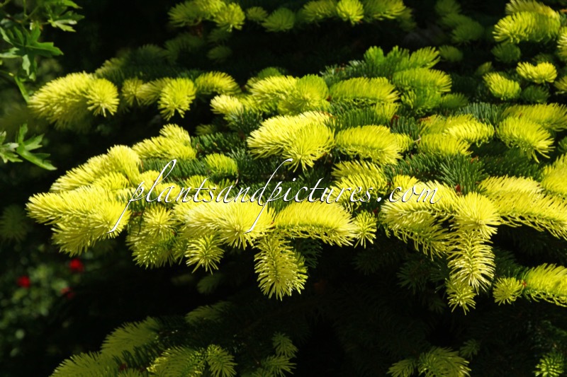 Picea pungens ‘Maigold’