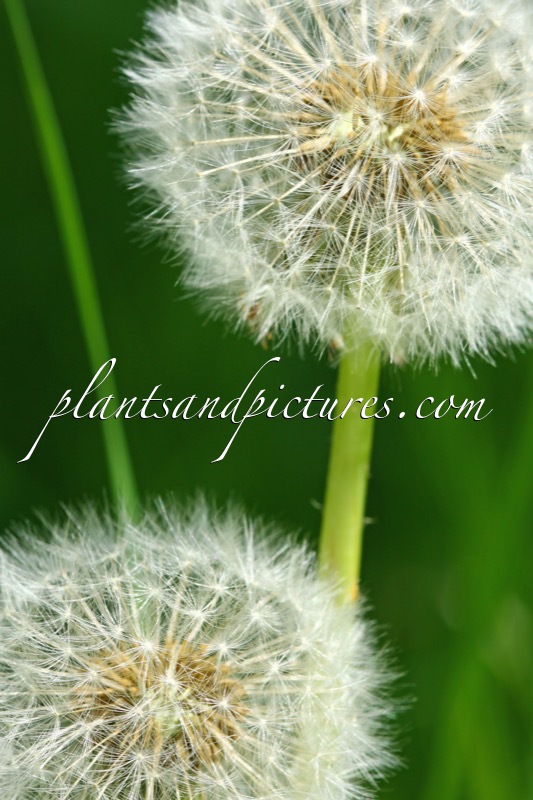 Taraxacum officinale