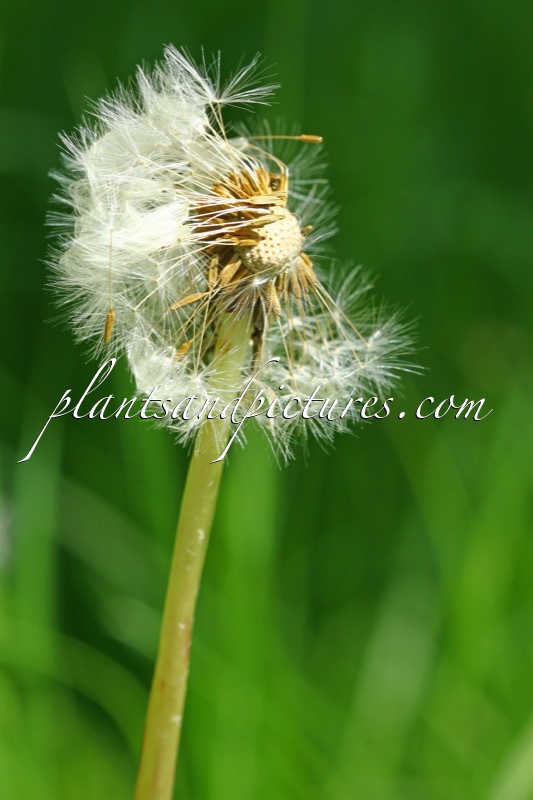 Taraxacum officinale