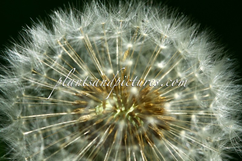 Taraxacum officinale
