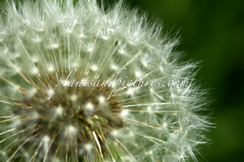 Taraxacum officinale