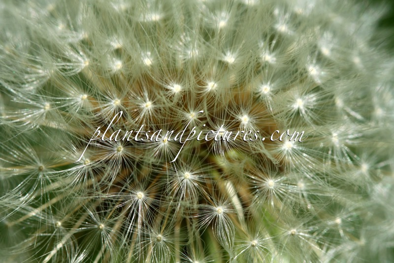 Taraxacum officinale