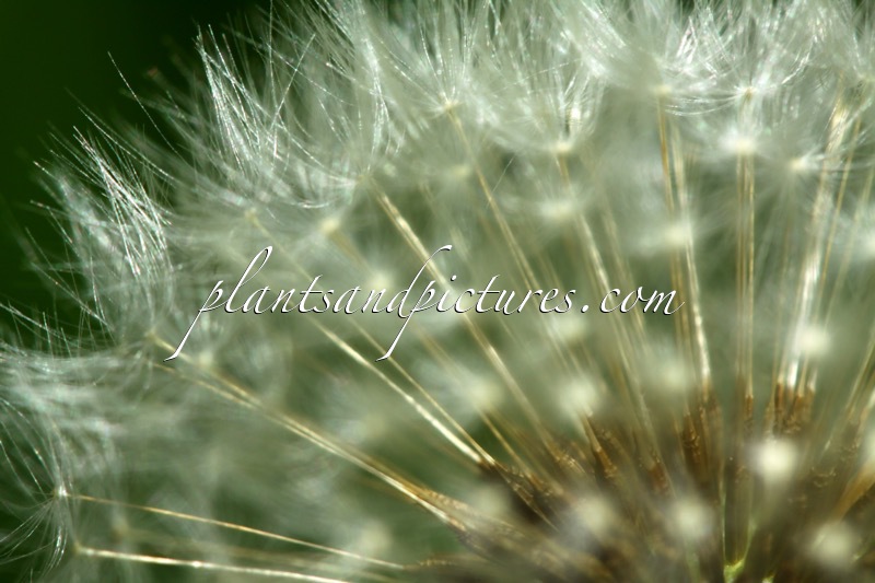 Taraxacum officinale