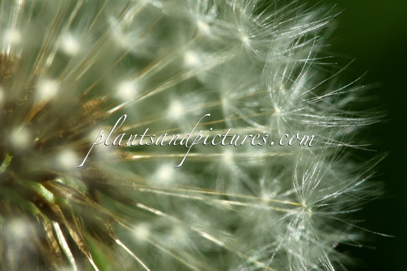 Taraxacum officinale