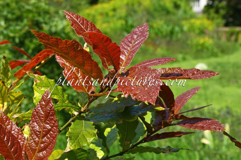 Quercus rysophylla ‘Maya’