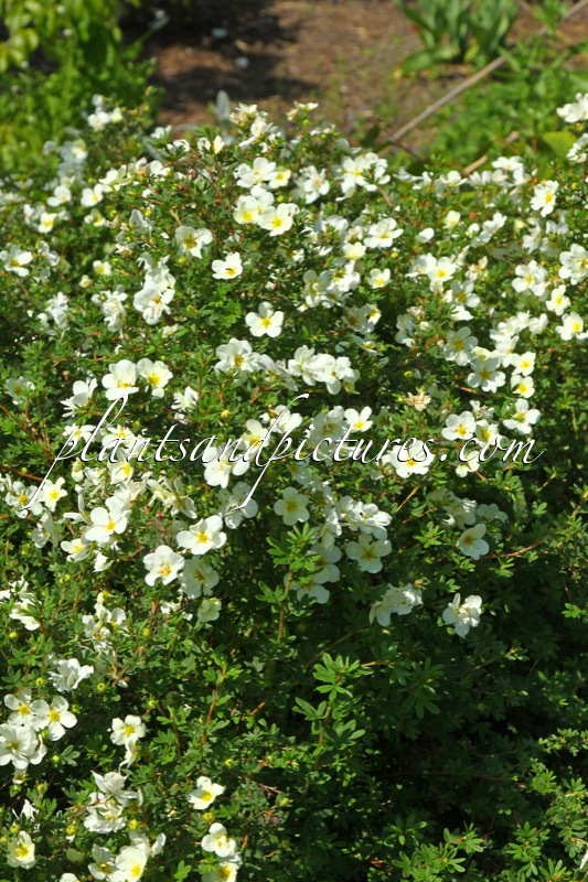 Potentilla fruticosa ‘McKay’s White’