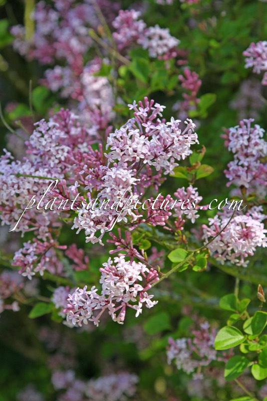 Syringa meyeri ‘Palibin’