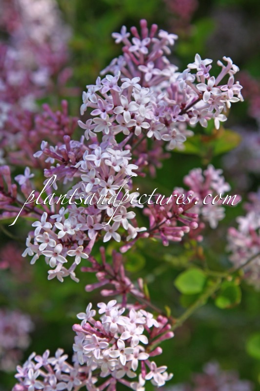 Syringa meyeri ‘Palibin’
