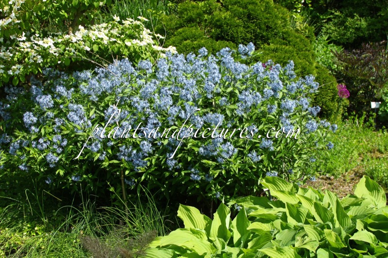 Amsonia tabernaemontana