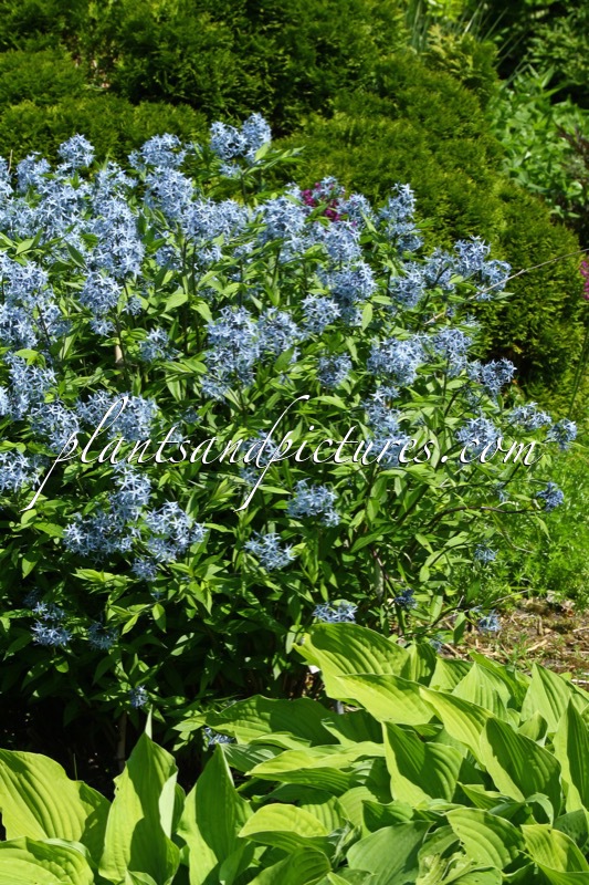 Amsonia tabernaemontana