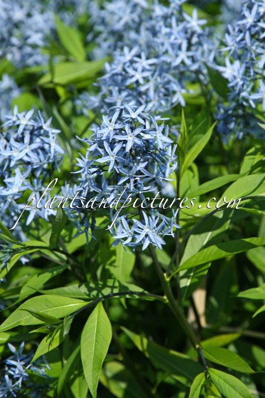 Amsonia tabernaemontana
