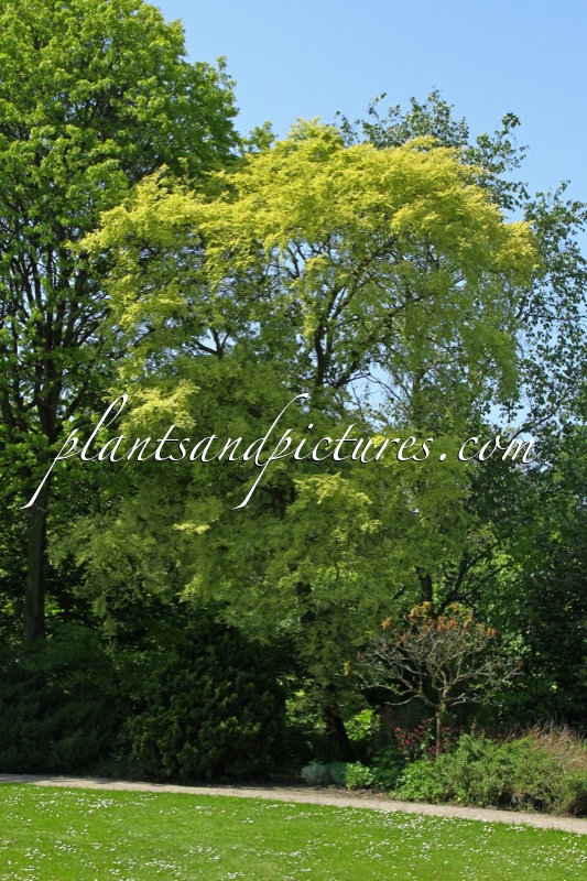 Ulmus parvifolia ‘Frosty’