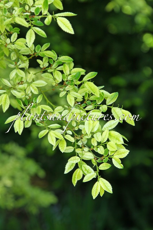 Ulmus parvifolia ‘Frosty’