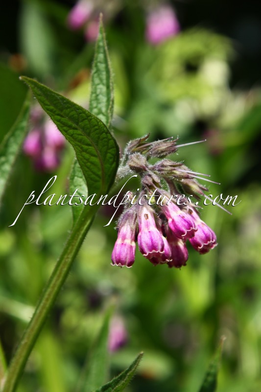 Symphytum ofiicinale