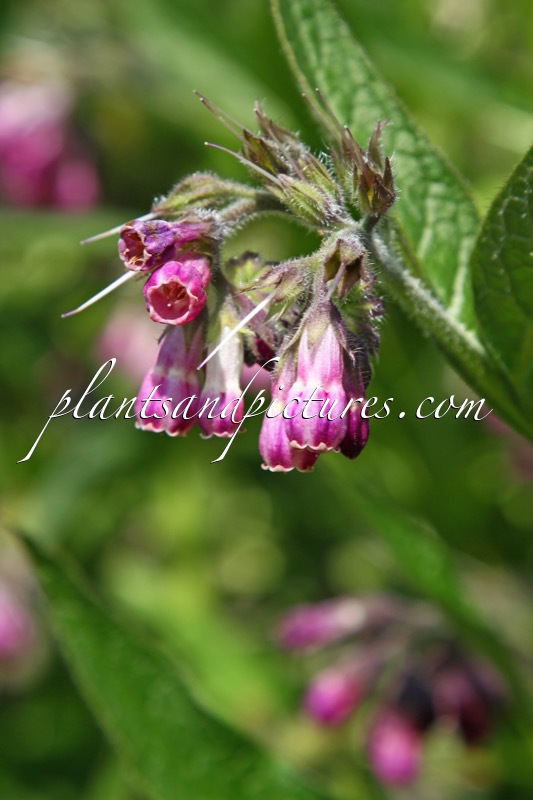 Symphytum ofiicinale