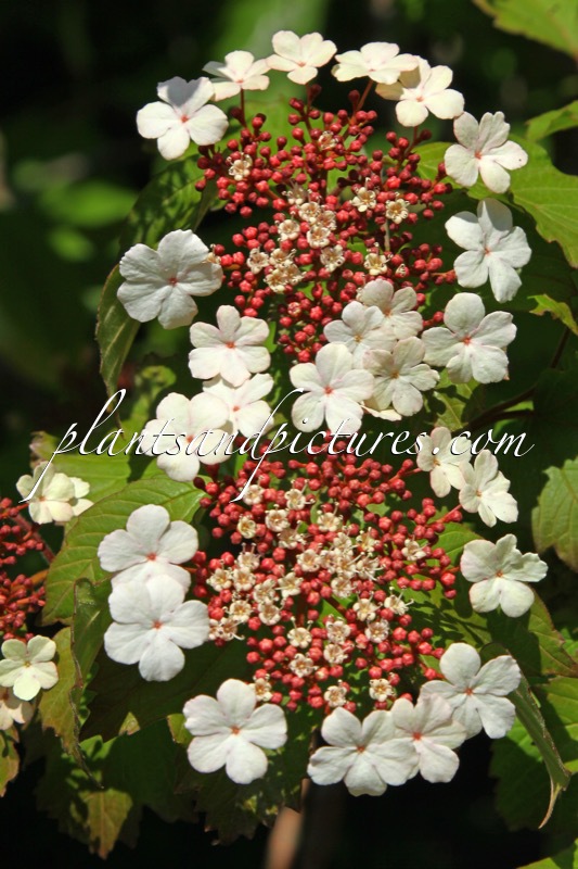Viburnum sargentii ‘Onondaga’