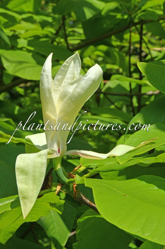 Magnolia tripetala