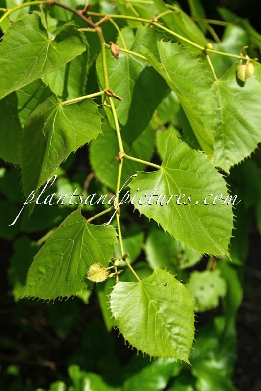 Tilia henryana