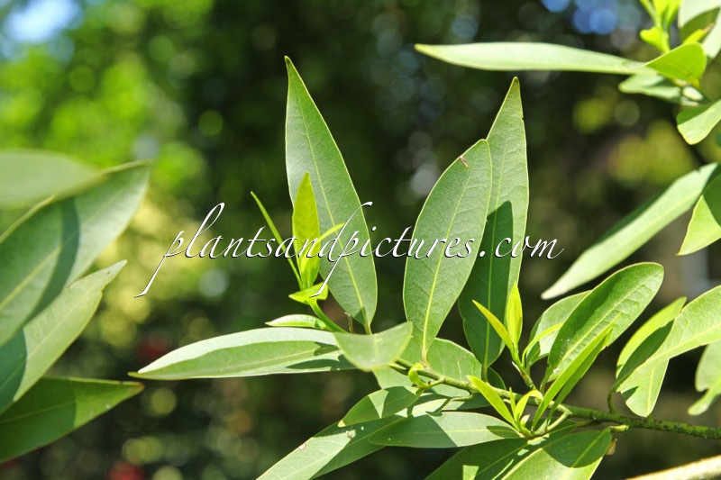 Umbellularia californica