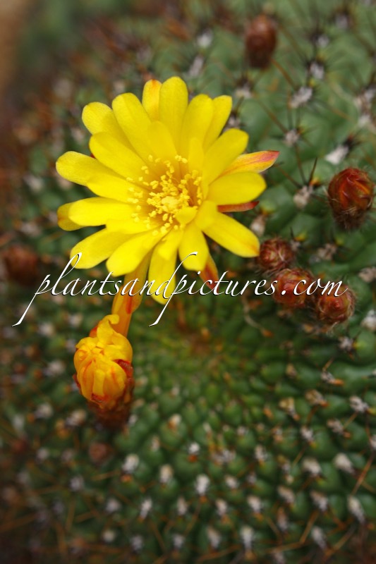 Matucana aureiflora