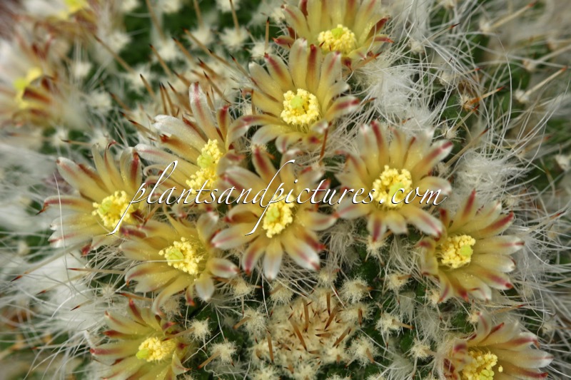 Mammillaria nejapensis