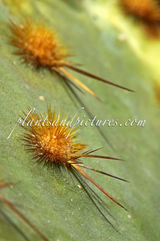 Opuntia orbiculata