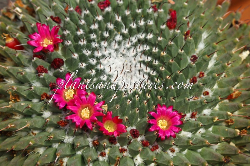 Mammillaria