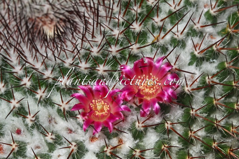 Mammillaria