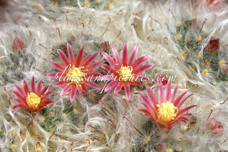 Mammillaria