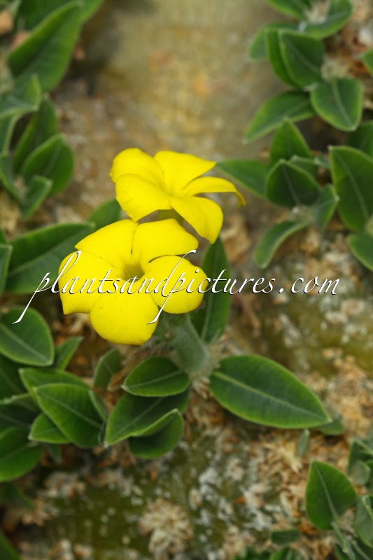 Pachypodium brevicaule