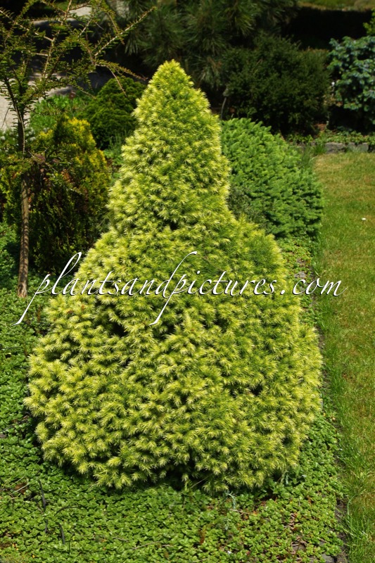 Picea glauca ‘Conica Yellow’