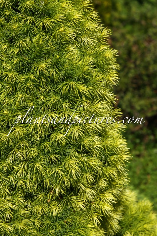 Picea glauca ‘Conica Yellow’