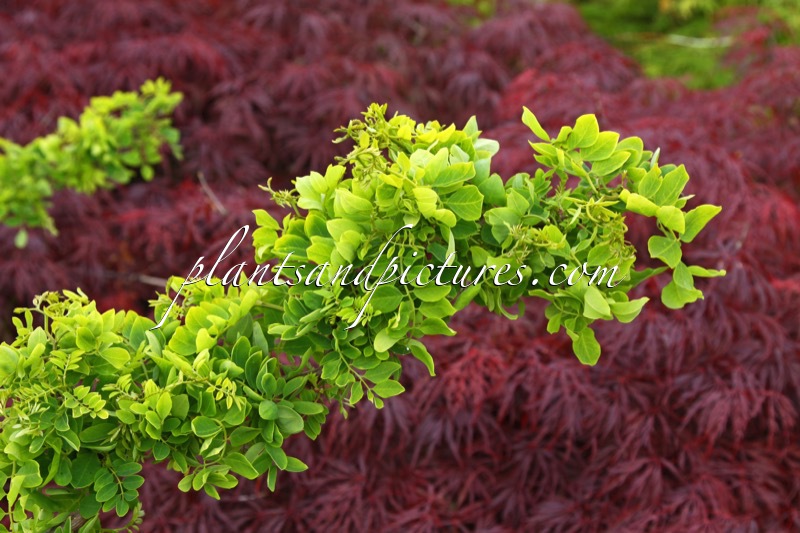 Robinia pseudoacacia ‘Tortuosa’