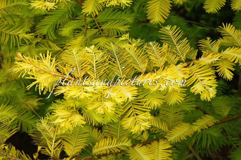 Metasequoia glyptostroboides ‘Ogon’ (GOLDRUSH)