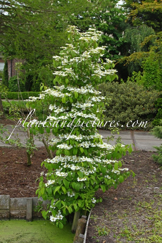 Viburnum plicatum ‘JWW1’ (KILIMANDJARO)