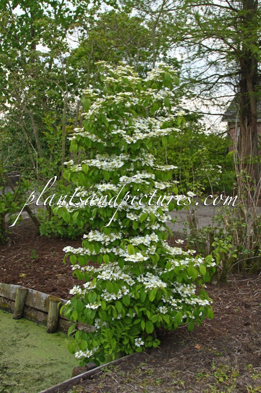 Viburnum plicatum ‘JWW1’ (KILIMANDJARO)