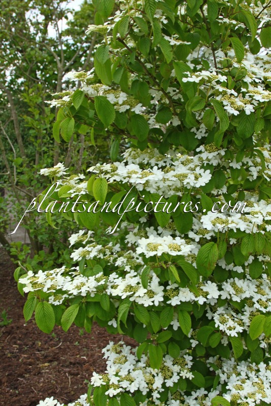 Viburnum plicatum ‘JWW1’ (KILIMANDJARO)