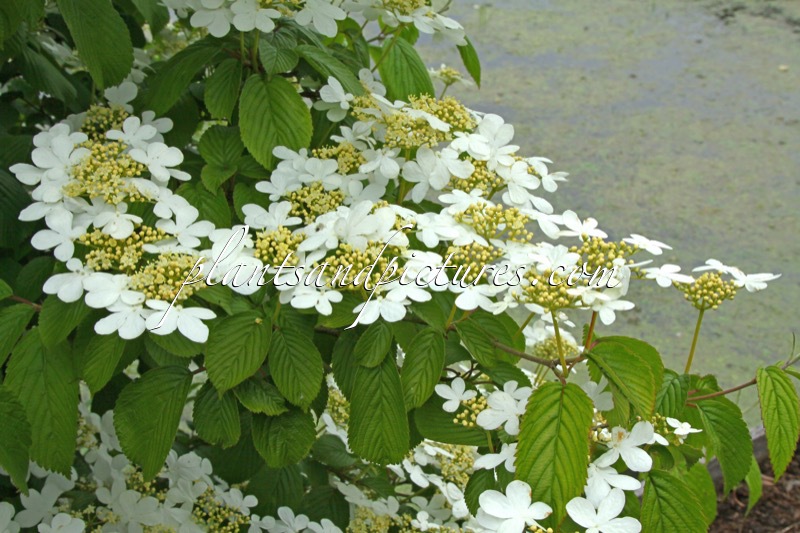 Viburnum plicatum ‘JWW1’ (KILIMANDJARO)