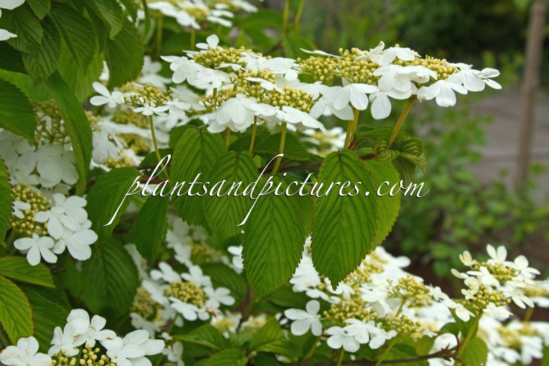 Viburnum plicatum ‘JWW1’ (KILIMANDJARO)