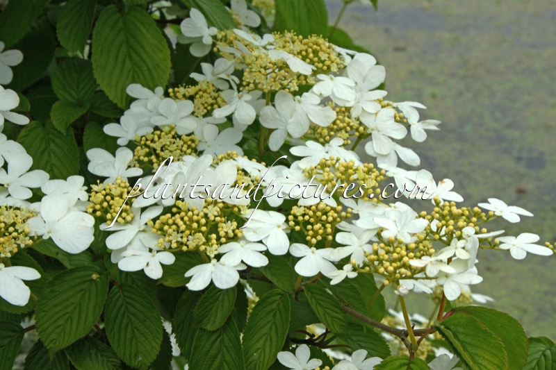 Viburnum plicatum ‘JWW1’ (KILIMANDJARO)