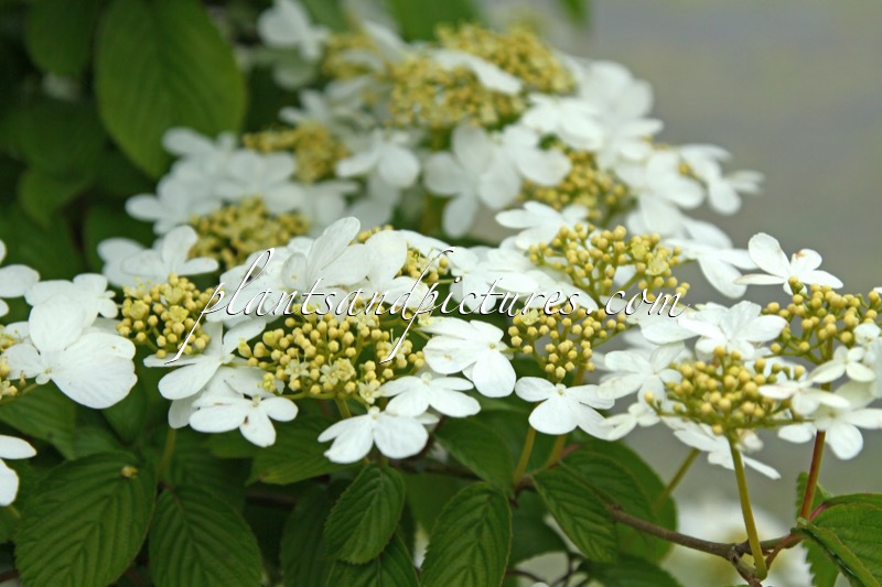 Viburnum plicatum ‘JWW1’ (KILIMANDJARO)