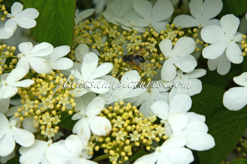 Viburnum plicatum ‘JWW1’ (KILIMANDJARO)