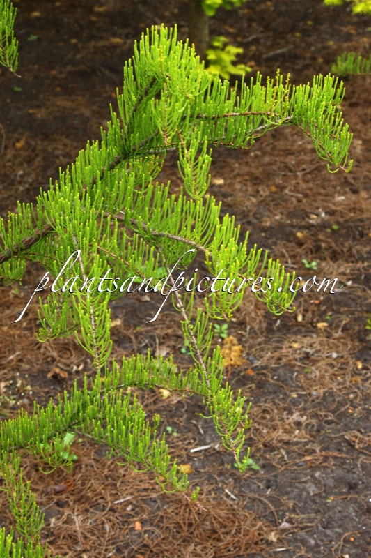 Taxodium distichum ‘Nutans’
