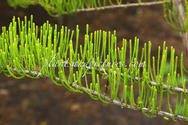Taxodium distichum ‘Nutans’