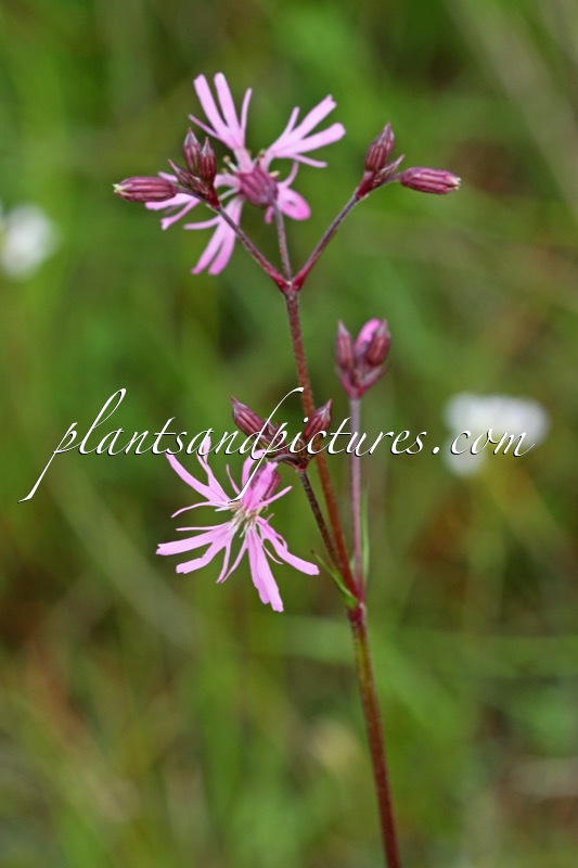 Lychnis flos-cuculi