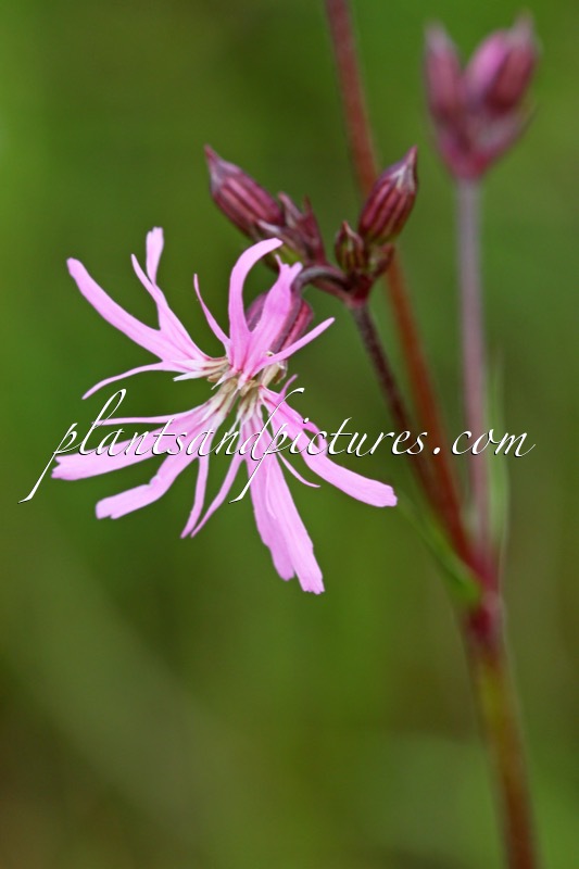 Lychnis flos-cuculi