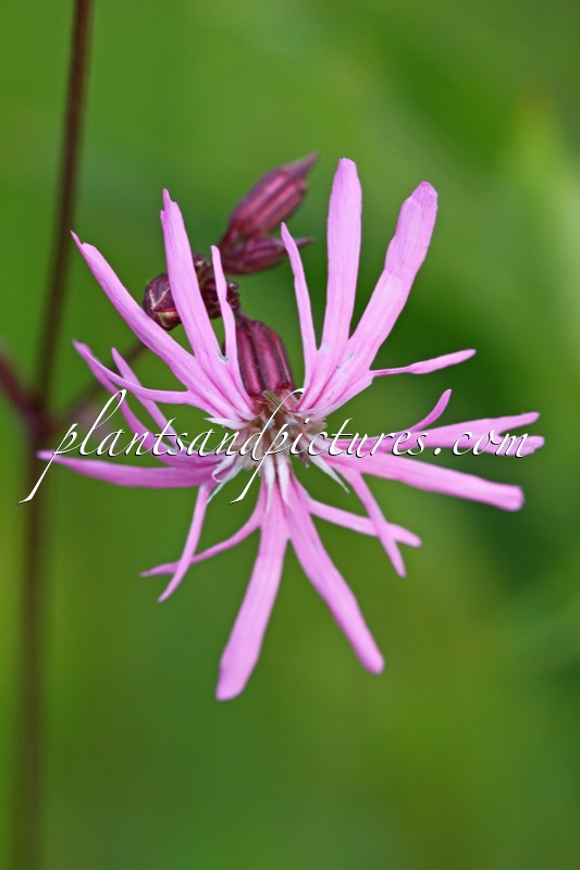 Lychnis flos-cuculi
