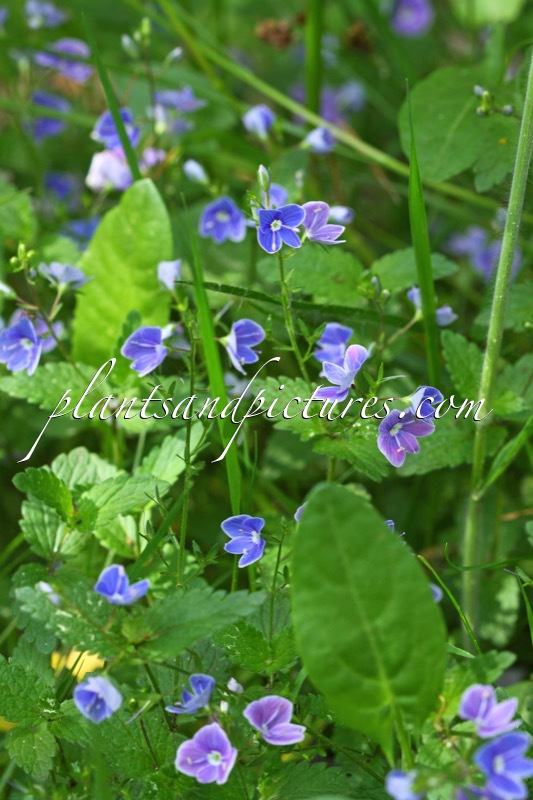 Veronica agrestis